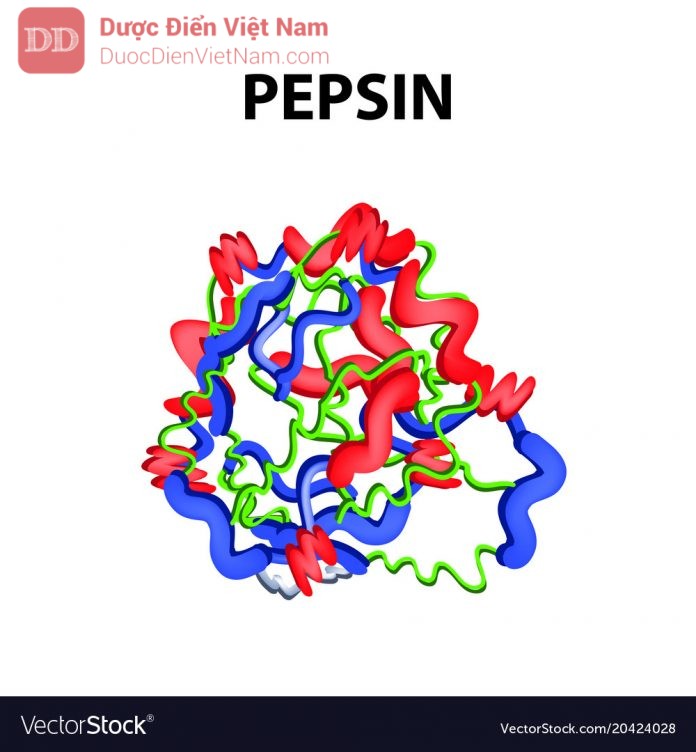 Pepsin is a molecular chemical formula. Enzyme of the stomach. Infographics. Vector illustration on an isolated background.
