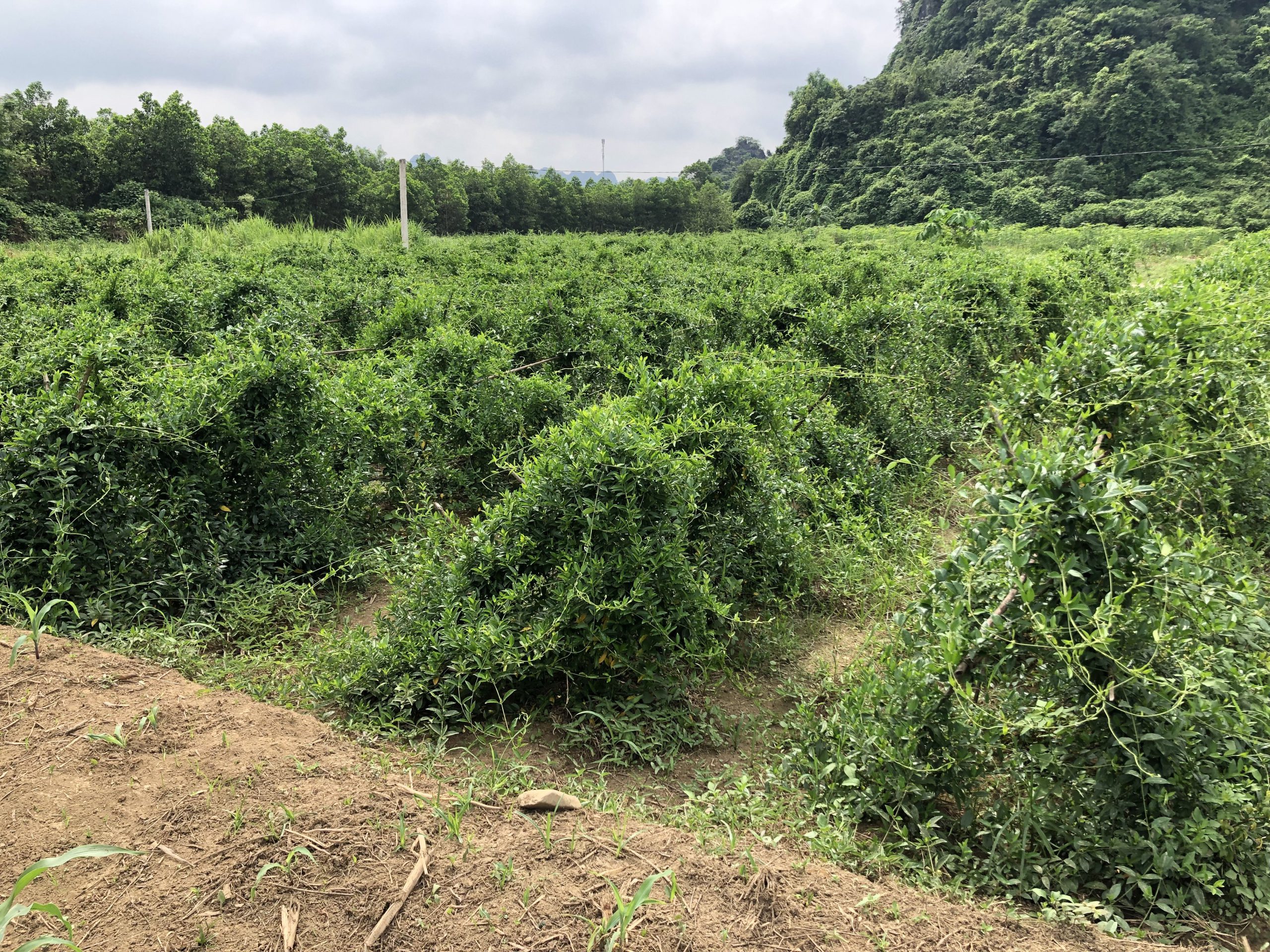 Khu trồng Dây thìa canh sạch chuẩn quốc tế tại HTX Dược liệu Lương Sơn