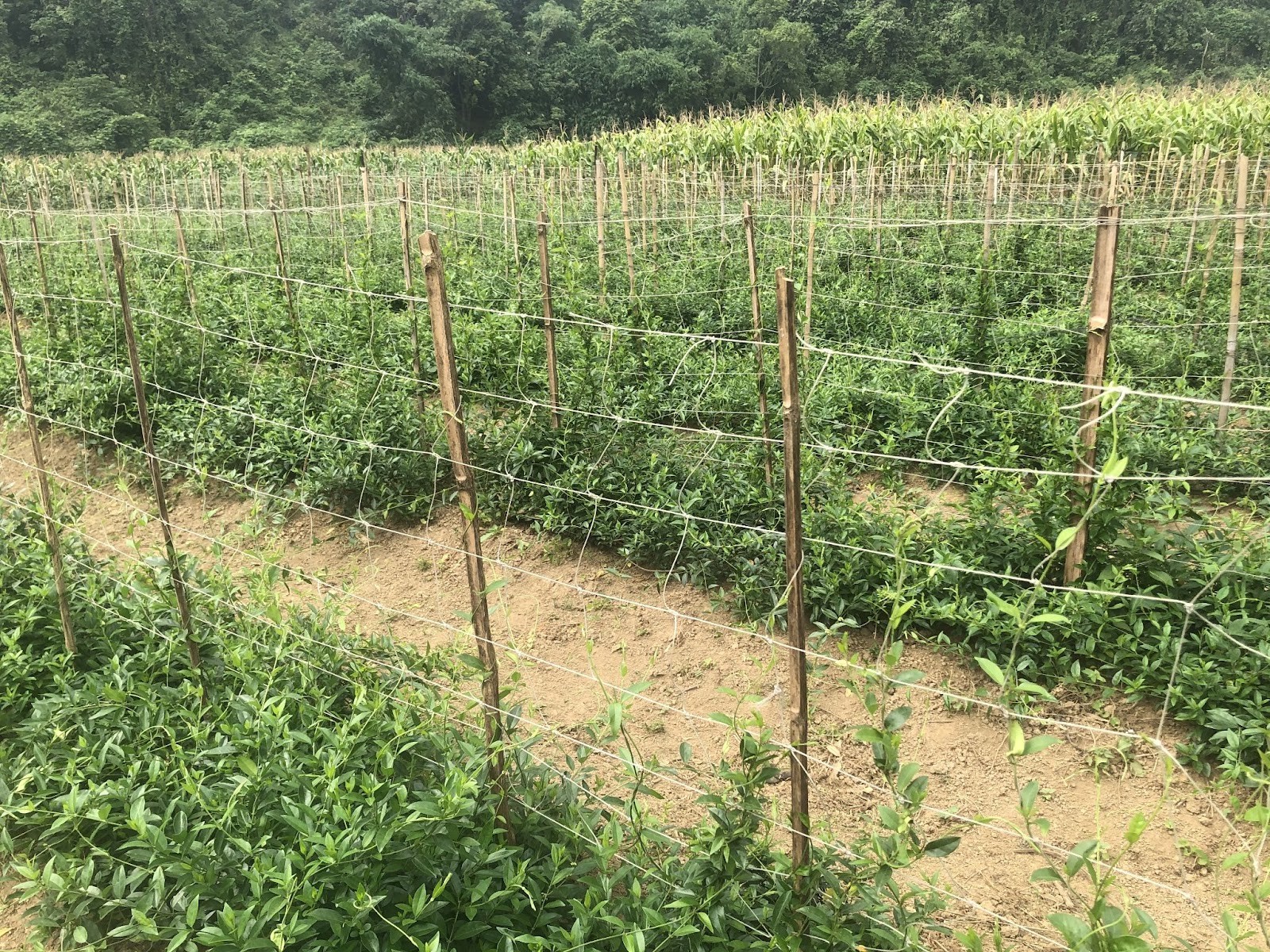 Vùng trồng Dây thìa canh chuẩn hóa tại HTX Dược liệu Lương Sơn