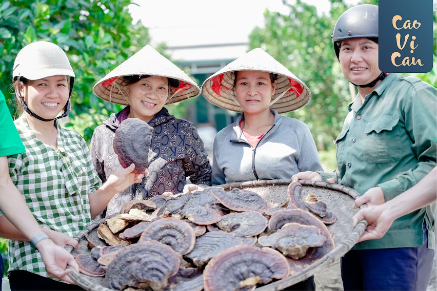 Hình ảnh người dân thu hái nấm linh chi từ rừng nguyên sinh Hòa Bình