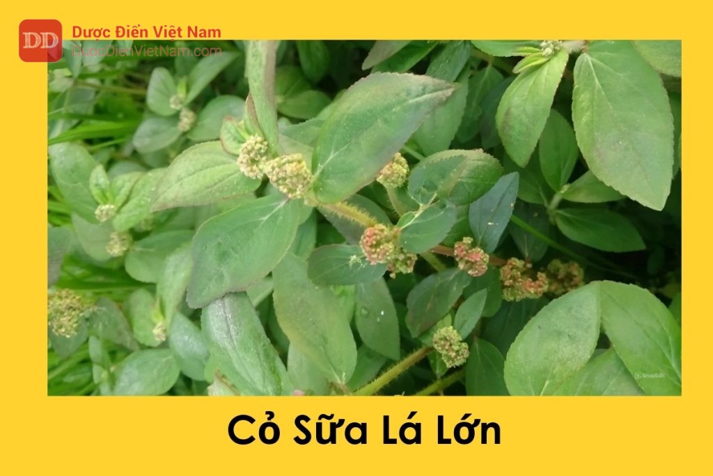 Cỏ Sữa Lá Lớn