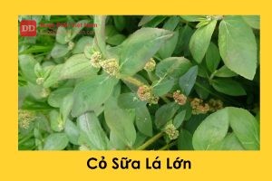 Cỏ Sữa Lá Lớn