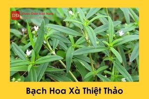 Bạch Hoa Xà Thiệt Thảo