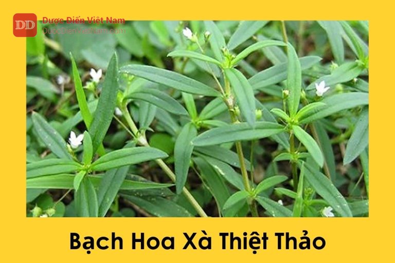 Bạch Hoa Xà Thiệt Thảo