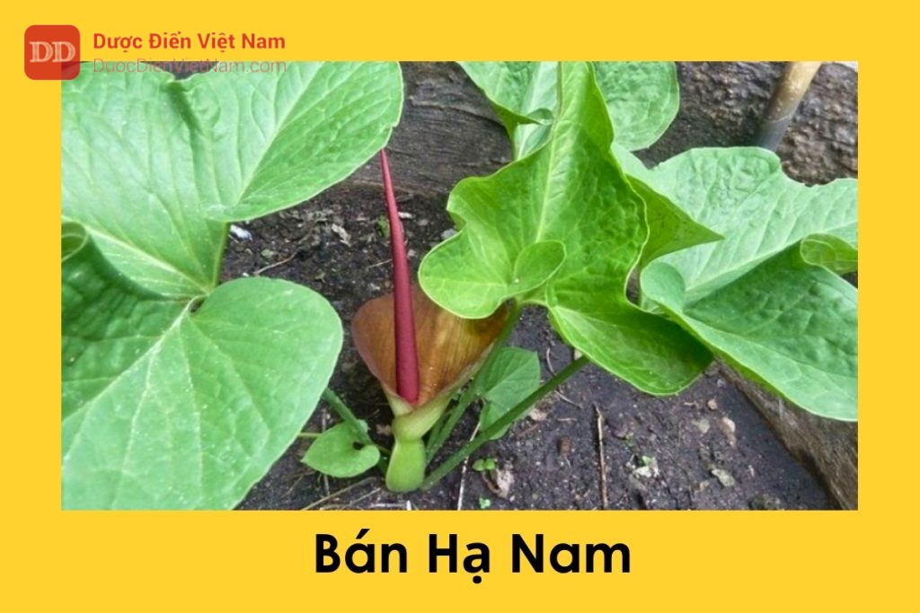 Bán Hạ Nam