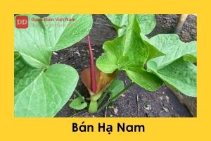 Bán Hạ Nam