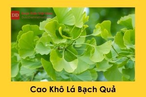 Cao khô Lá Bạch Quả