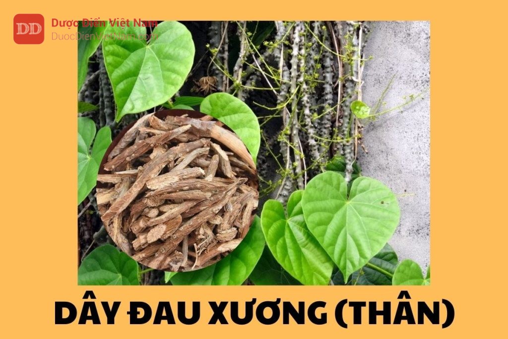 Dây Đau Xương (Thân)