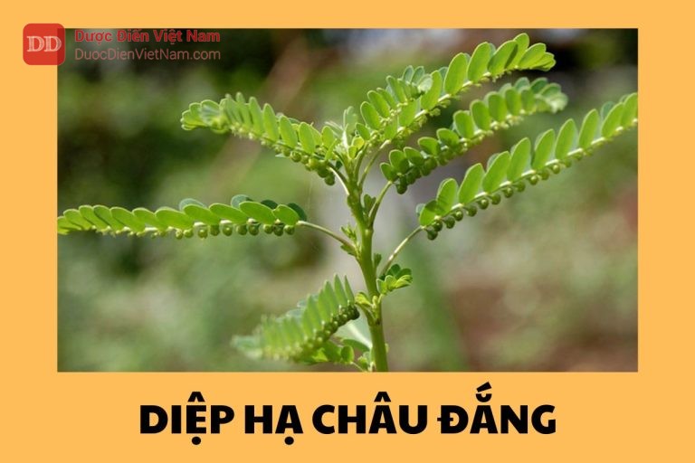 Diệp Hạ Châu Đắng