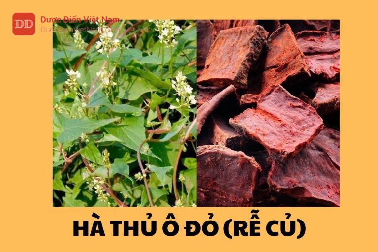 Hà Thủ Ô Đỏ (Rễ củ)