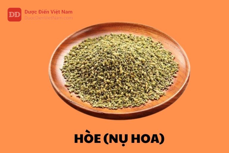 Hòe (Nụ hoa)