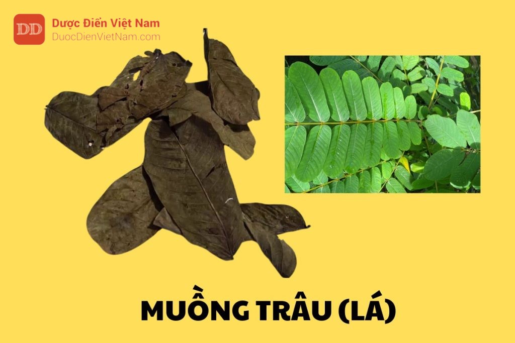 Muồng Trâu (Lá)