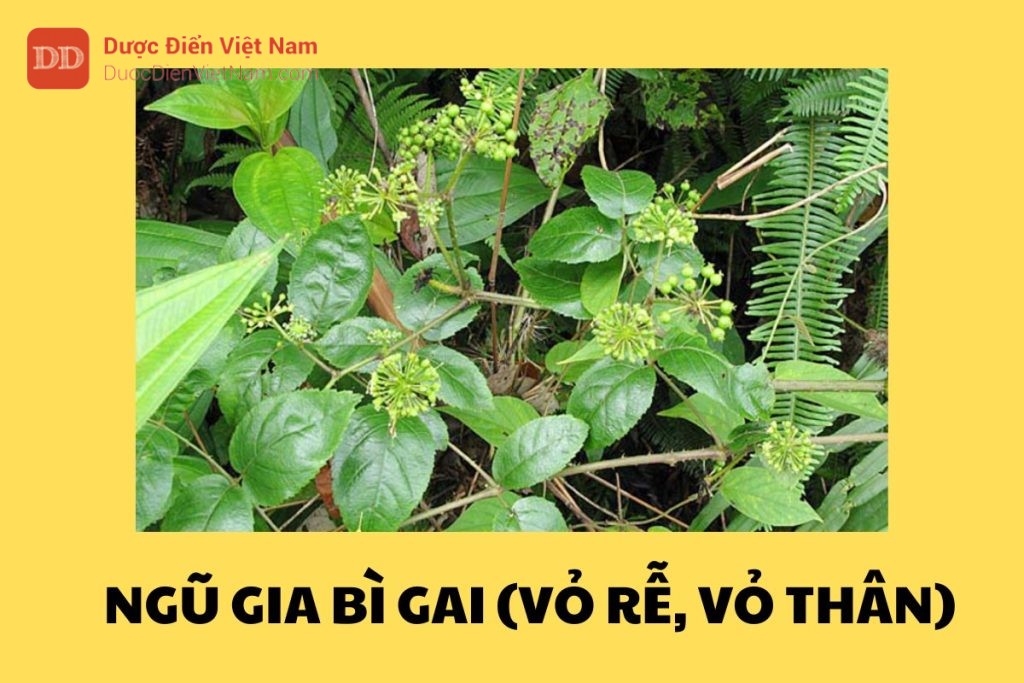 Ngũ Gia Bì Gai (Vỏ rễ, vỏ thân)