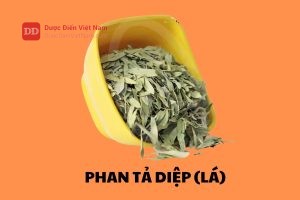 Phan Tả Diệp (Lá)