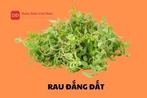 Rau Đắng Đất