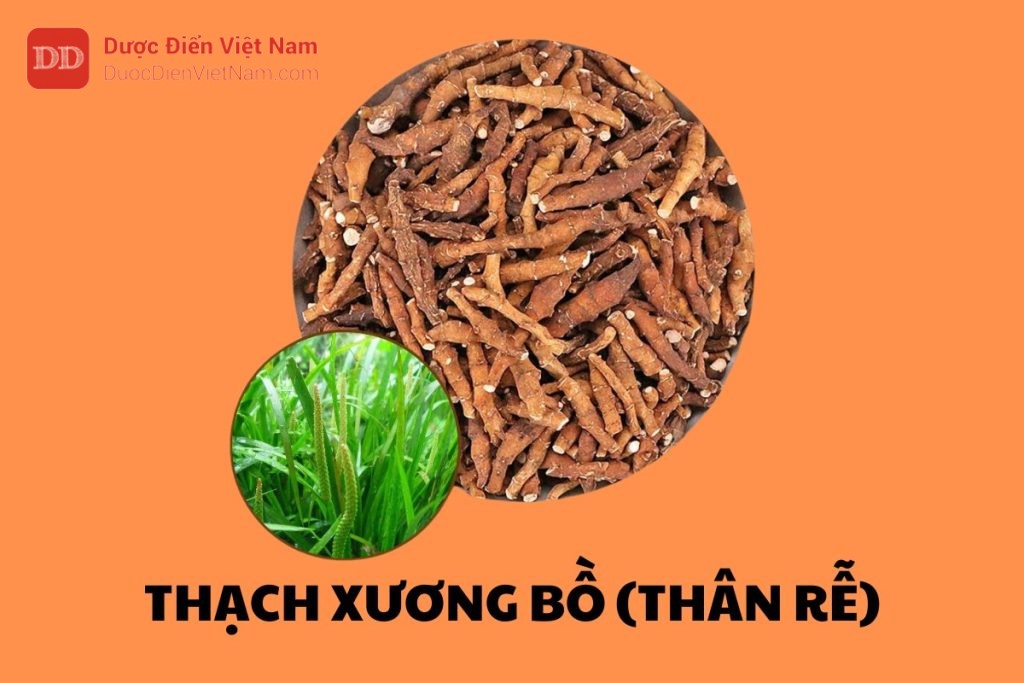 Thạch Xương Bồ (Thân rễ)