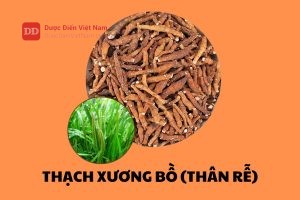 Thạch Xương Bồ (Thân rễ)