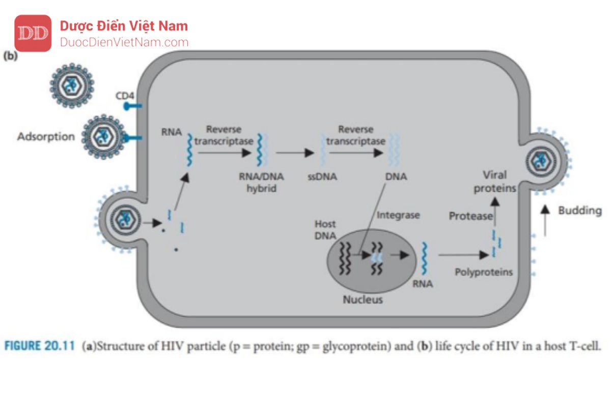 THUỐC KHÁNG VIRUS ARN: HIV