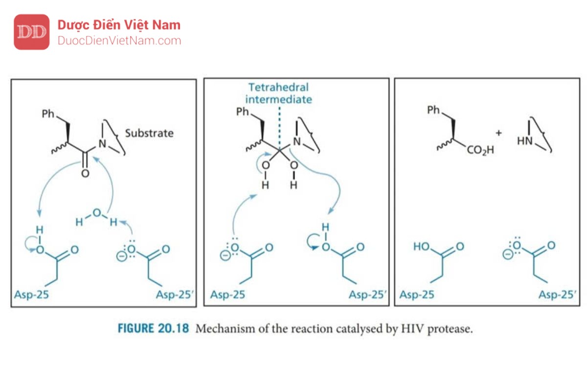 THUỐC KHÁNG VIRUS ARN: HIV