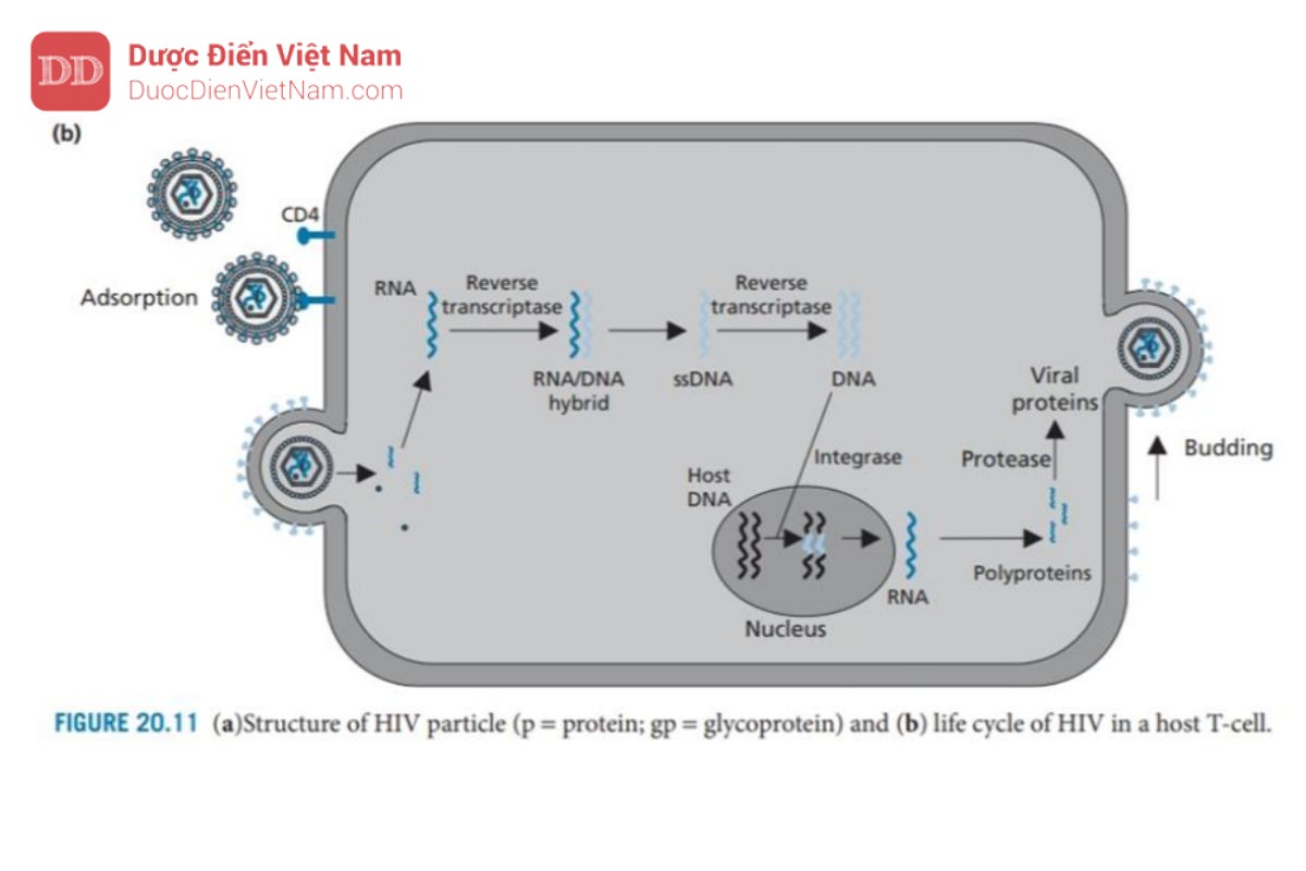 THUỐC KHÁNG VIRUS ARN: HIV