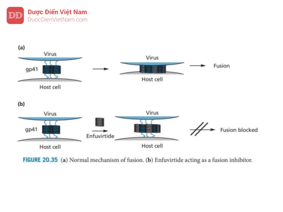 THUỐC KHÁNG VIRUS ARN: HIV