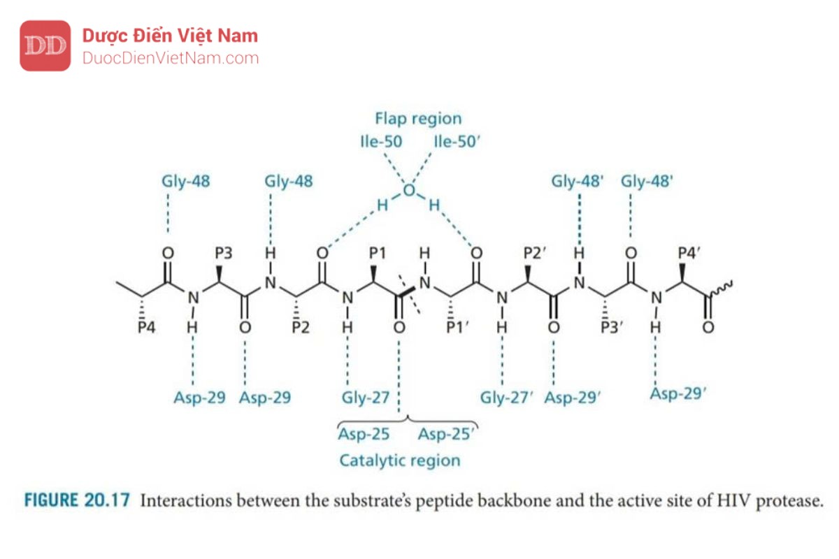 THUỐC KHÁNG VIRUS ARN: HIV