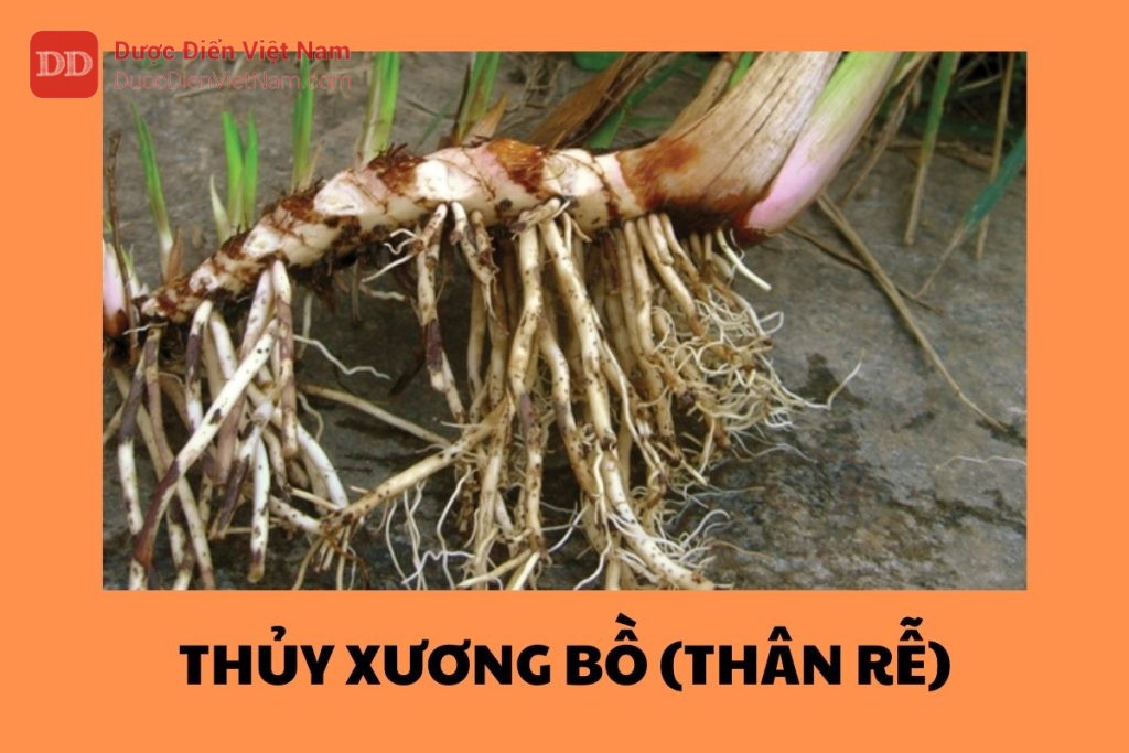 Thủy Xương Bồ (Thân rễ)