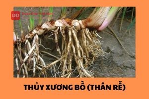 Thủy Xương Bồ (Thân rễ)