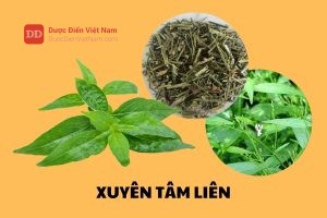 Xuyên Tâm Liên