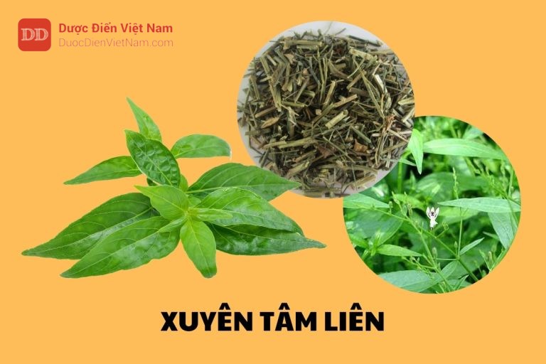 Xuyên Tâm Liên