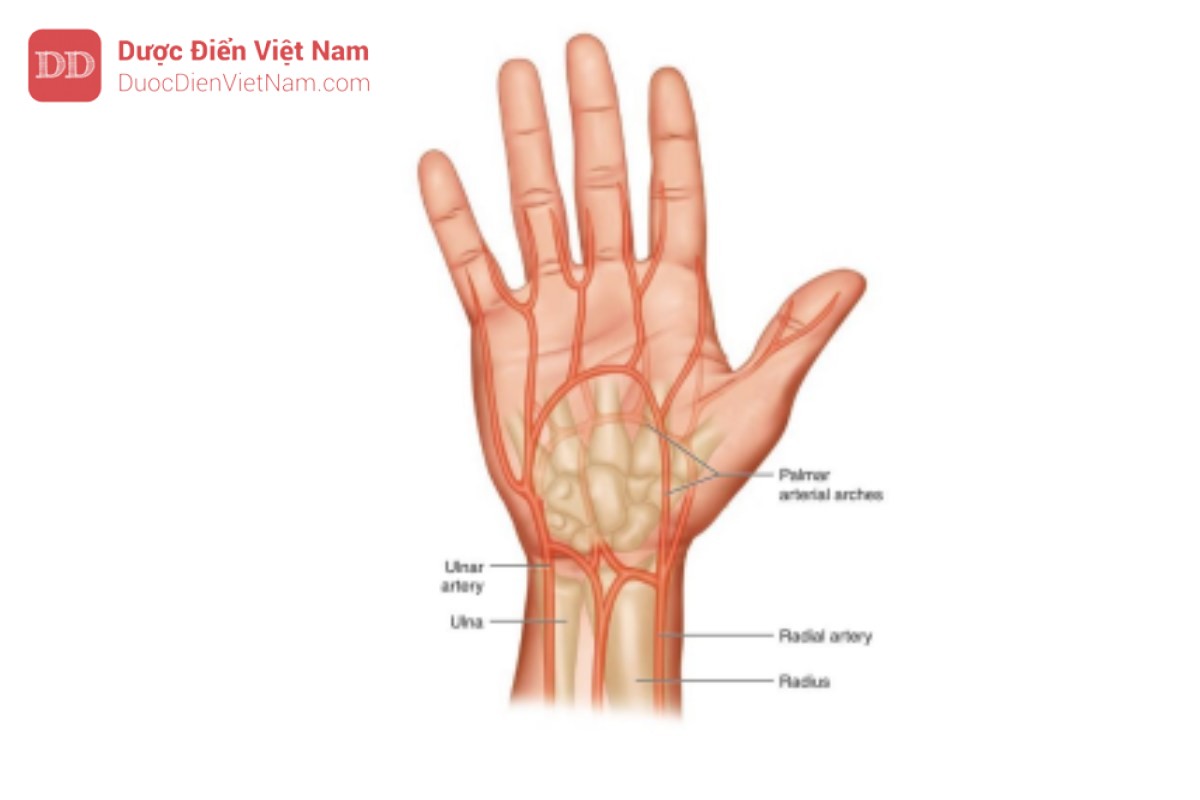 Hình 4. Vị trí giải phẫu của động mạch quay. Tuần hoàn phụ được cung cấp bởi các cung động mạch gan bàn tay. Động mạch quay có thể được tiếp cận ở mặt trước bên của cổ tay. Động mạch quay có thể sở thấy được ở cổ tay, gần mỏm trâm quay hoặc chòm quay, và hơi nghiêng về bên. Vị trí đặt catheter phải ở phần xa nhất của cánh tay. Vị trí thường xuyên nhất để đặt catheter động mạch quay là ở nếp gấp gần của cổ tay, cách mỏm trầm 1 cm.