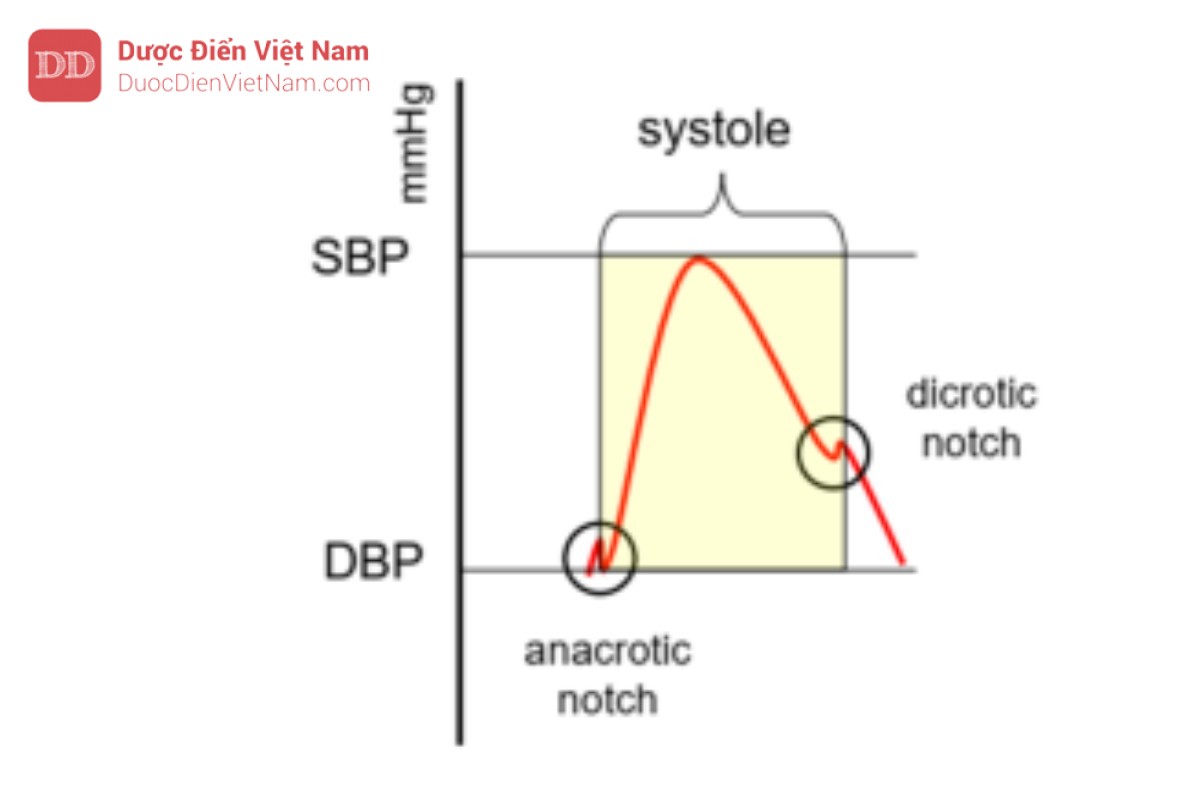 Hình 7. Dạng đường cong huyết áp: Giá trị lớn nhất là huyết áp tâm thu, giá trị tối thiểu là huyết áp tâm trương. Huyết áp động mạch trung bình (MAP) tương ứng với vùng dưới sống áp lực động mạch và được tính theo phương trình MAP = (SBP + 2x DBP)3. Tâm thu đi từ điểm anacrotic (mở van động mạch chủ) đến rãnh hai cực – dientic notch (đóng van động mạch chủ), tâm trương chuyển từ rãnh hai cực sang rãnh anacrotic (tiếng Hy Lạp: “dikrotos” đánh đôi; “anakrot”: hướng lên, lạc quan). Sự gia tăng sau rãnh phản đối là do chức năng Windkessel.