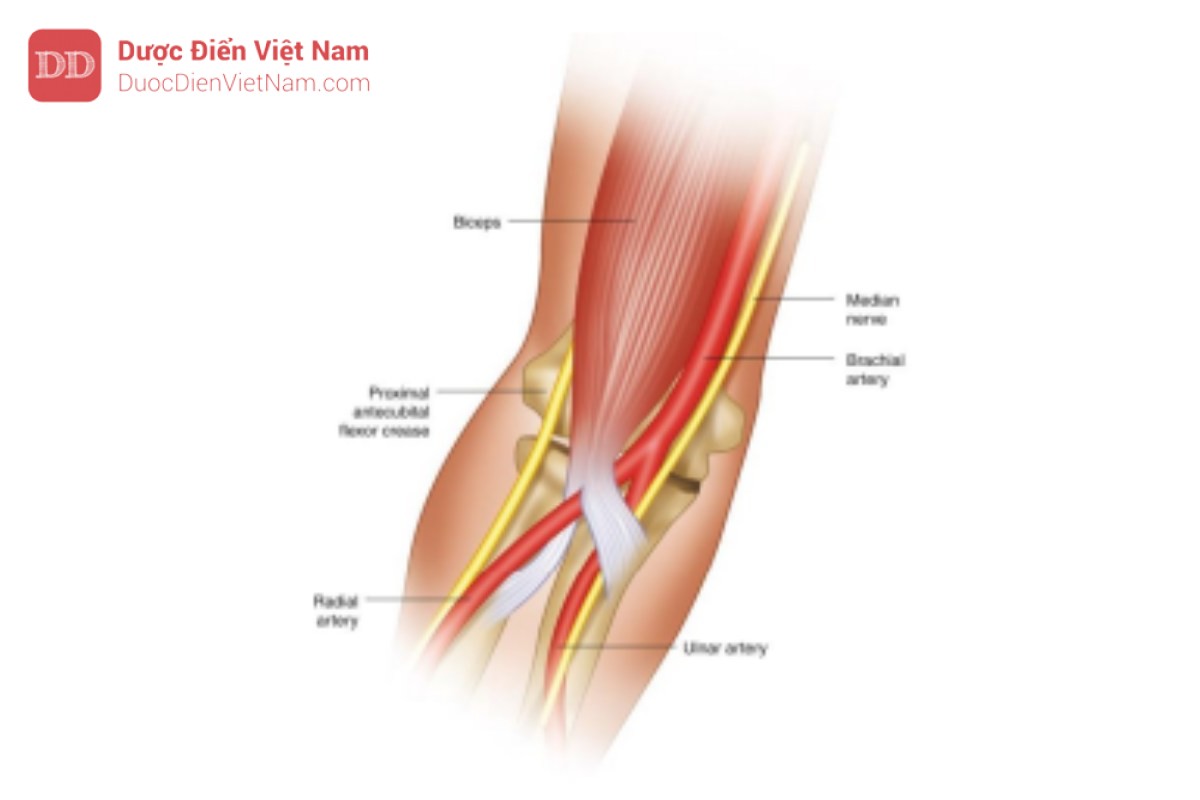 Hình 9. Vị trí giải phẫu của động mạch cánh tay. Động mạch cánh tay nằm ở mặt trong của hố rước khuỷu tay. Sờ nắn mạch động mạch cánh tay ngay phía trong cơ nhị đầu. Động mạch cánh tay phân chia ngang mức cổ quay để trở thành động mạch quay và động mạch trụ