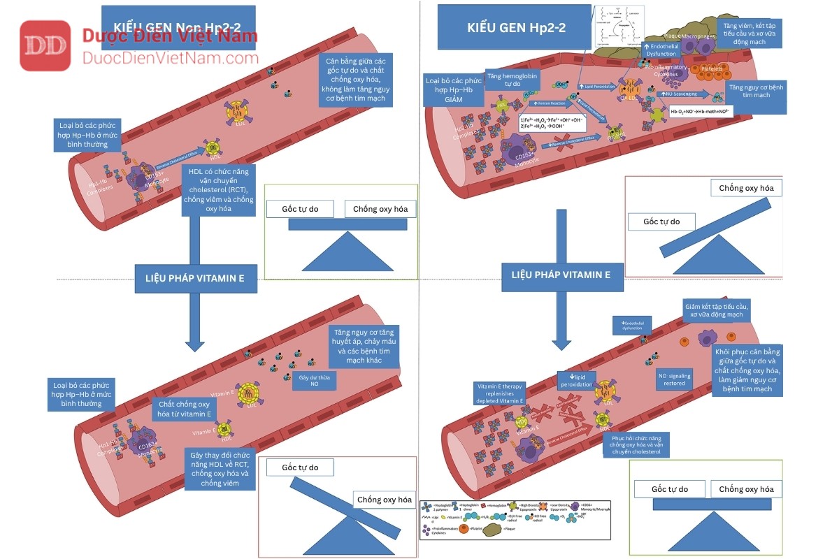 Vai trò của Vitamin E với chức năng HDL ở bệnh nhân tiểu đường mang kiểu gen Haptoglobin
