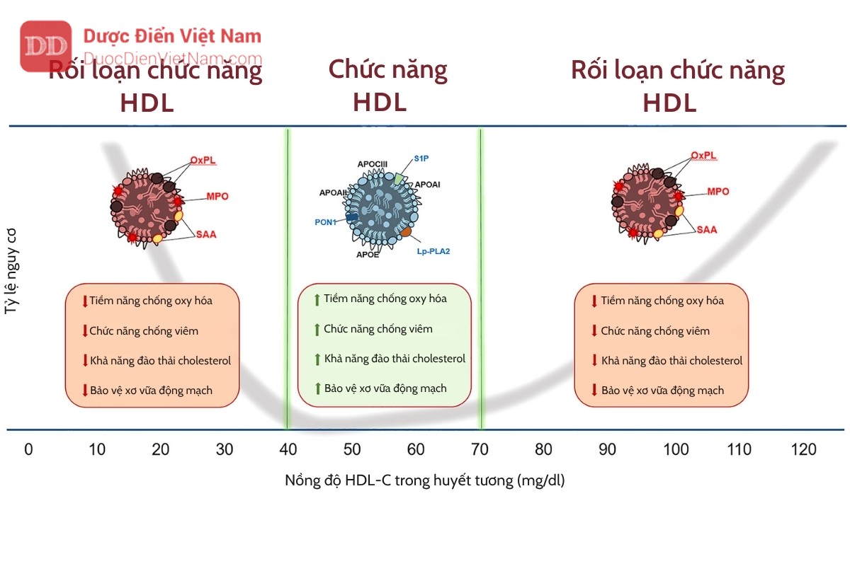 Vai trò của Vitamin E với chức năng HDL ở bệnh nhân tiểu đường mang kiểu gen Haptoglobin