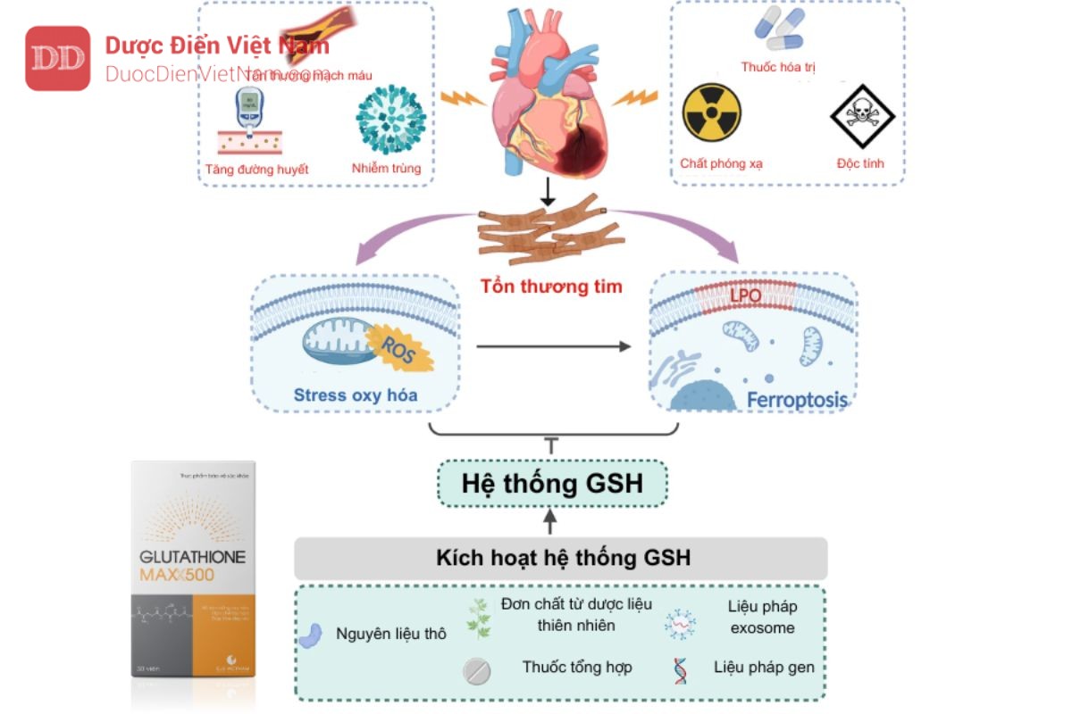 Bổ sung lượng GSH giúp trung hòa gốc tự do tăng cường “lá chắn” bảo  vệ tế bào