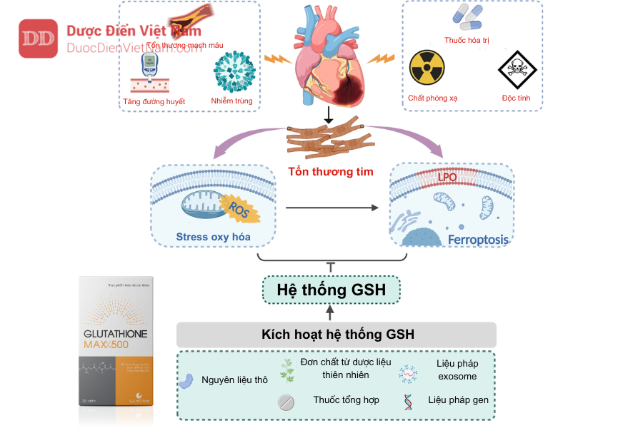 Bổ sung lượng GSH giúp trung hòa gốc tự do tăng cường “lá chắn” bảo vệ tế bào