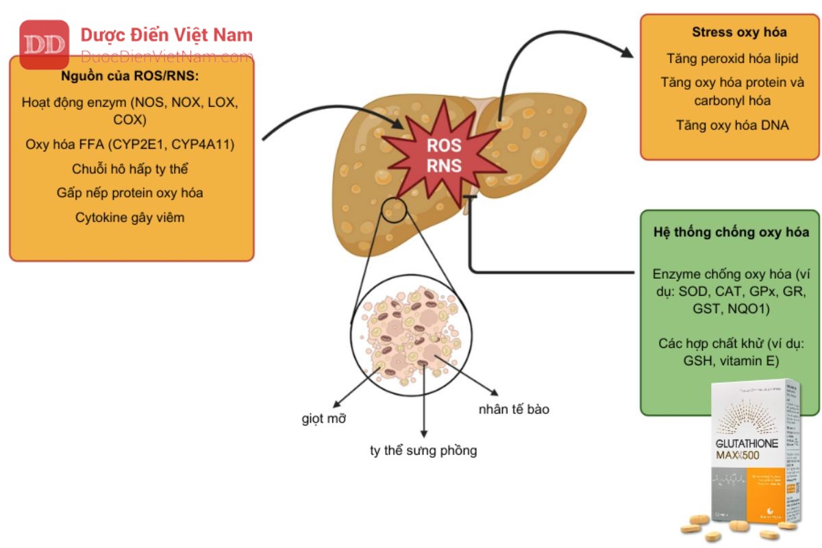 Tác động của Glutathione bảo vệ gan khỏi những chất chống oxy hóa
