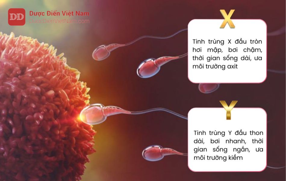 Đặc điểm sinh học của tinh trùng X