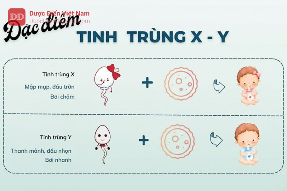 Đặc điểm di động, hình thái của tinh trùng X, Y