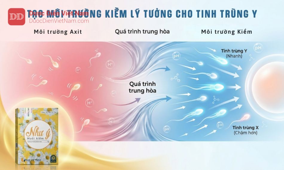 Môi trường kiềm là điều kiện lý tưởng để tinh trùng Y phát huy ưu thế