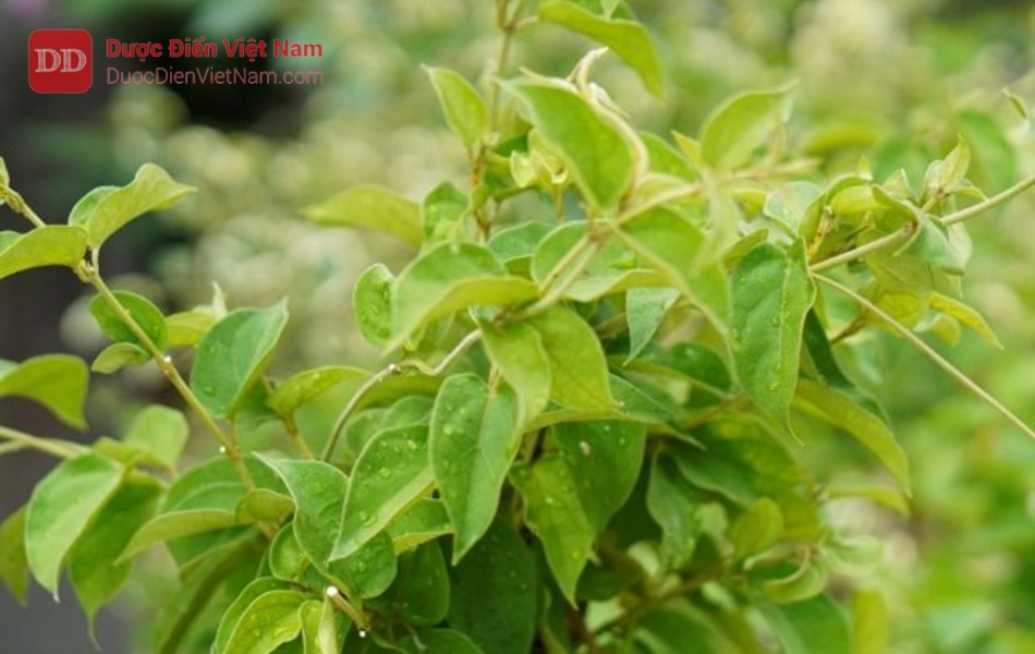 Xu hướng dùng thảo dược trong việc cải thiện đường huyết 