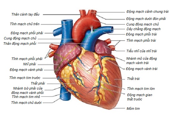 cấu tạo ngoài của tim