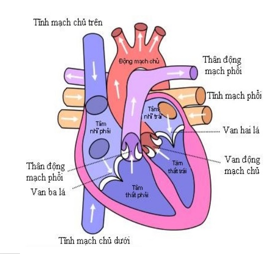 cấu tạo trong của tim