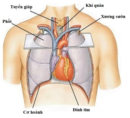 vị trí của tim