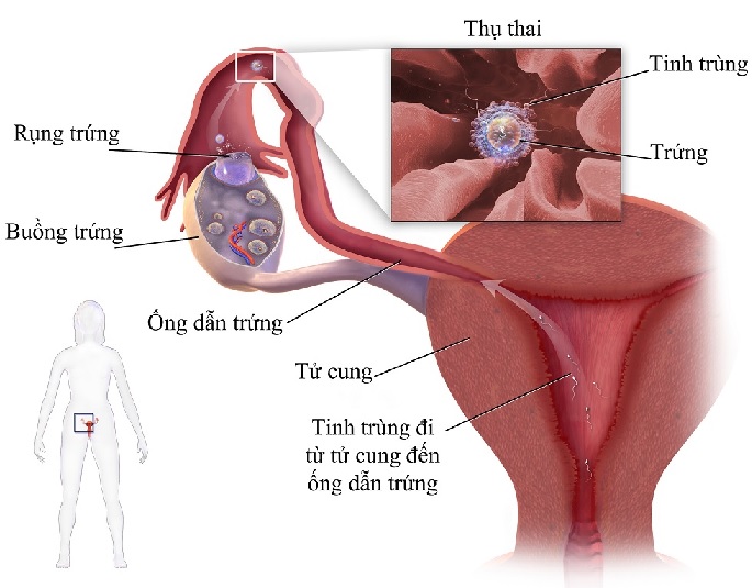 Quá trình thụ thai diễn ra như thế nào?