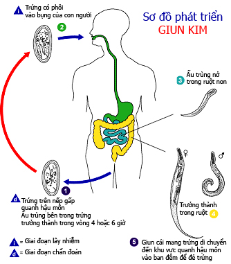 Vòng đời sống của giun kim