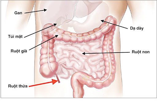 Vị trí và chức năng của ruột thừa như thế nào?