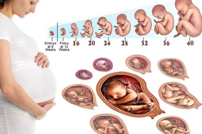 Thai nhi phát triển gây chèn ép lên dây thần kinh gây đau thần kinh tọa