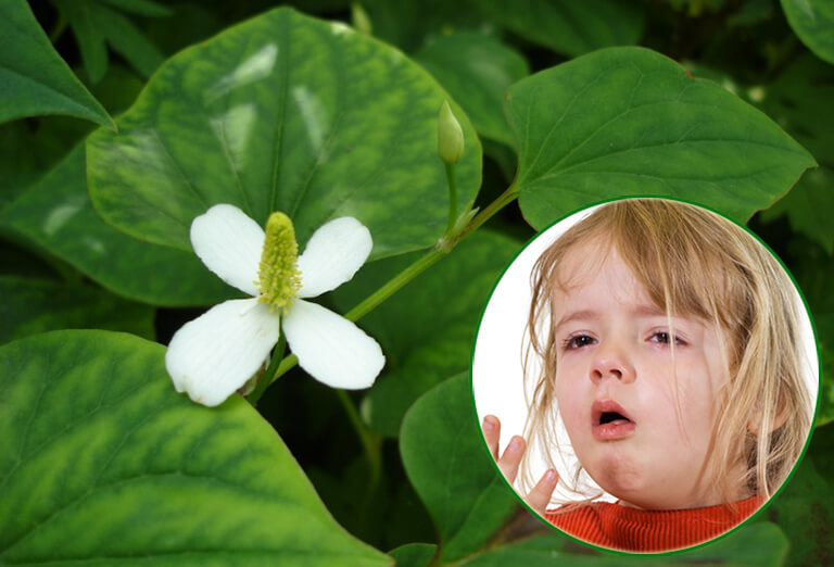 Dùng rau diếp cá giảm tình trạng ho khan